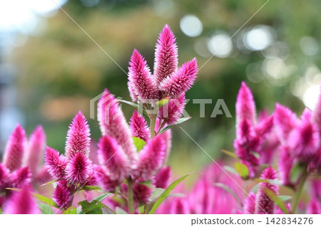 The vibrant pink celosia flowers shine in the natural light. The vibrant pink celosia flowers shine in the natural light. 142834276