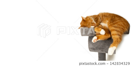 A ginger cat sleeping on a cat tree shelf on a white background. Concept of pets, comfort and relaxation. Domestic animal care, cuteness and coziness. A ginger cat sleeping on a cat tree shelf on a white background. Concept of pets, comfort and relaxation. Domestic animal care, cuteness and coziness. 142834329