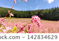 [Minowa Town] Akasoba no Sato (Red Buckwheat Village) 142834629