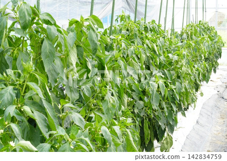 Manganji peppers grown in the field Manganji peppers grown in the field 142834759
