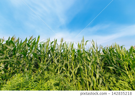 Background image of a cornfield growing vigorously towards the blue sky. Background image of a cornfield growing vigorously towards the blue sky. 142835218