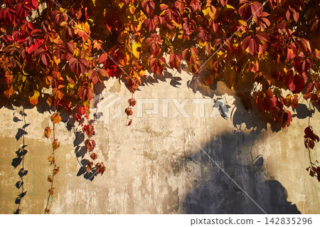 Red autumn leaves of decorative grapes on the wall Red autumn leaves of decorative grapes on the wall 142835296