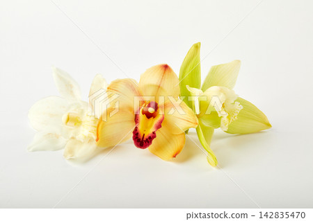 Cymbidium orchid flower on white background Cymbidium orchid flower on white background 142835470