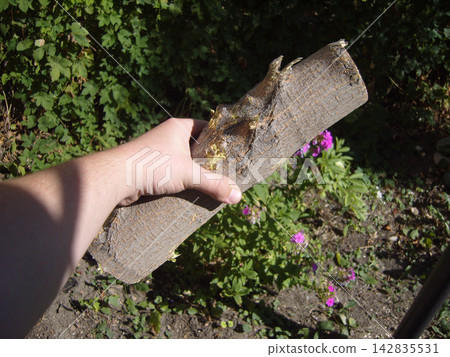 Human hand holding a thick wooden log outdoors in a green garden with small pink flowers on a sunny day. Focus on raw wood texture and natural timber. 142835531