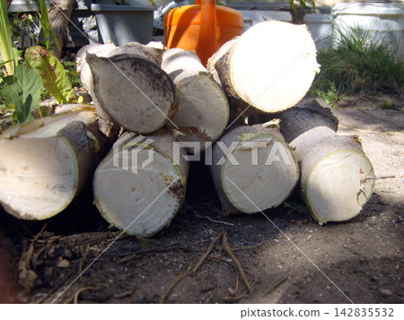Stack of freshly cut wooden logs showing clean sawed end grain outdoors in a garden setting on a sunny day. Stack of freshly cut wooden logs showing clean sawed end grain outdoors in a garden setting on a sunny day. 142835532