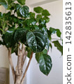 Plants with vitality 142835613