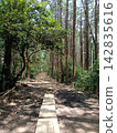 One road of forest 142835616