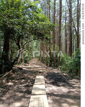 One road of forest One road of forest 142835616
