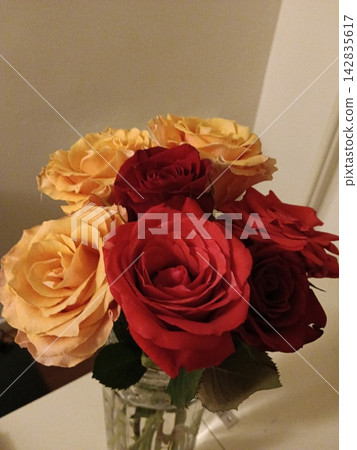 Beautiful Rose Beautiful Rose 142835617