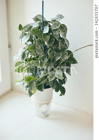 Hoya Lacunosa Eskimo in Self-Watering Pot Hoya Lacunosa Eskimo in Self-Watering Pot 142835707
