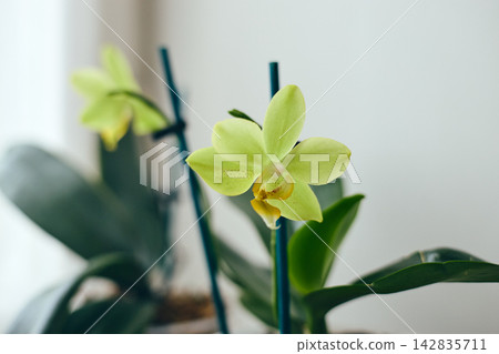 Yellow Phalaenopsis Orchid Flower Blooming 142835711