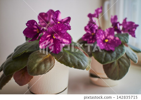 Purple African Violet Phobos Flowers Blooming in Pot Purple African Violet Phobos Flowers Blooming in Pot 142835715