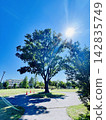 Tree with vitality 142835749
