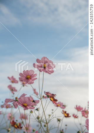 Pink cosmos flowers blooming against a blue sky in an autumn flower field Pink cosmos flowers blooming against a blue sky in an autumn flower field 142835759