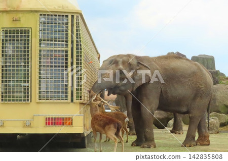 [Oita Prefecture] African Safari at Kyushu Natural Animal Park 142835808