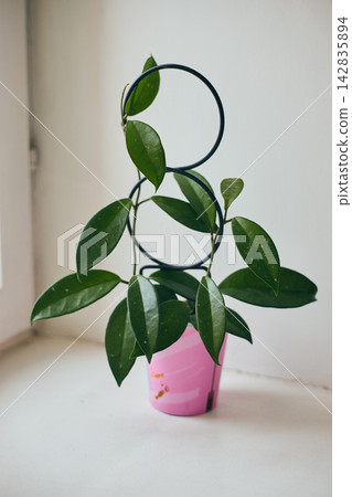 Hoya Carnosa Plant in Pink Pot with Circular Support Hoya Carnosa Plant in Pink Pot with Circular Support 142835894