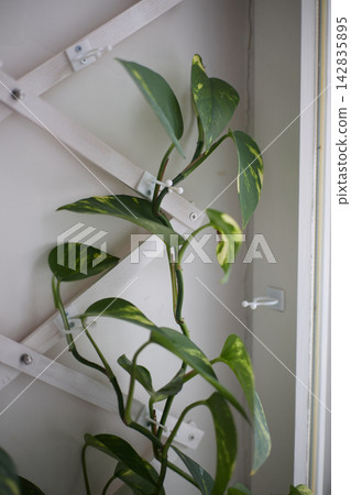 Variegated Epipremnum Vine Climbing Wooden Trellis Variegated Epipremnum Vine Climbing Wooden Trellis 142835895