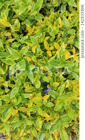 Variegated Periwinkle Vinca Ground Cover Plant Variegated Periwinkle Vinca Ground Cover Plant 142835906