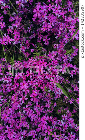 Blooming Phlox Subulata Ground Cover Flowers 142835907