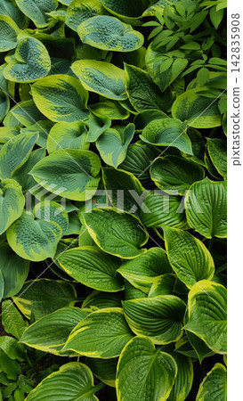 Variegated Hosta Leaves Garden Foliage Background Variegated Hosta Leaves Garden Foliage Background 142835908