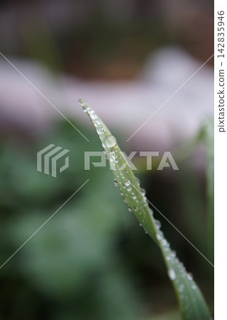 Droplets on a leaf 142835946