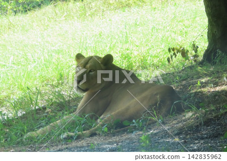 Female lion Female lion 142835962