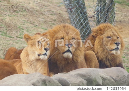 A group of lions A group of lions 142835964