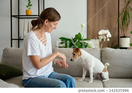 Woman giving a treat to a Jack Russell terrier dog sitting on the sofa at home Woman giving a treat to a Jack Russell terrier dog sitting on the sofa at home 142835996