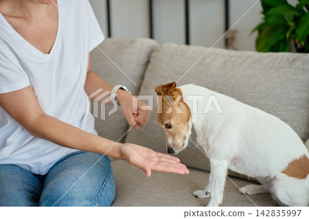 Woman playing treat guessing game with Jack Russell terrier at home Woman playing treat guessing game with Jack Russell terrier at home 142835997