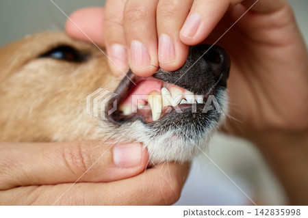 Checking dog teeth and gums at home Checking dog teeth and gums at home 142835998