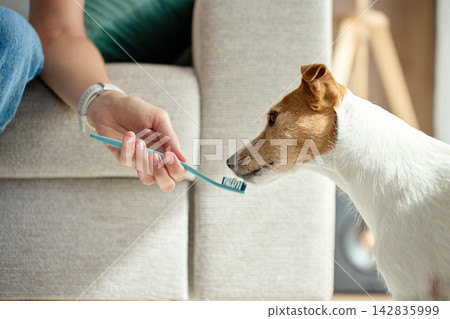 Dog sniffing toothbrush before teeth brushing at home Dog sniffing toothbrush before teeth brushing at home 142835999