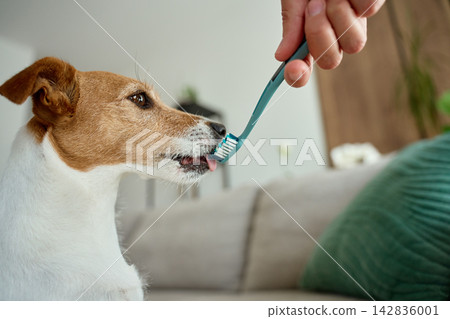 Jack Russell terrier dog smelling toothbrush held by owner at home Jack Russell terrier dog smelling toothbrush held by owner at home 142836001
