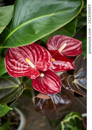 Red Anthurium Flowers with Tropical Foliage Close-Up Red Anthurium Flowers with Tropical Foliage Close-Up 142836005