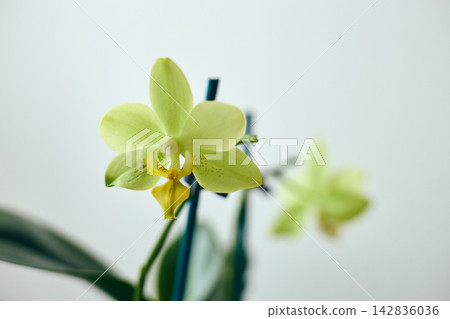 Yellow Phalaenopsis Orchid Flower Blooming Yellow Phalaenopsis Orchid Flower Blooming 142836036