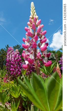 The vibrant lupine flowers bloom straight and proudly in the early summer sunlight. 142836065