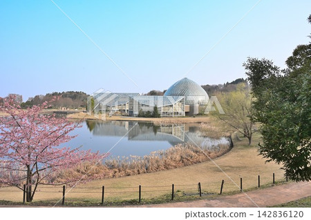 新潟縣立植物園的櫻花與池塘(新潟縣新潟市秋葉區新津町) 新潟縣立植物園的櫻花與池塘(新潟縣新潟市秋葉區新津町) 142836120