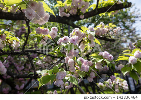 兼六園裡盛開的菊花櫻花，陽光透過翠綠的葉片灑下斑駁的光影。 142836464