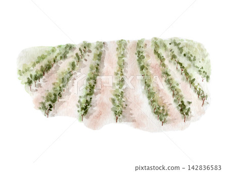 Vineyard rows with green grapevines watercolor illustration isolated on white. Hand painted agricultural landscape element for winery, farming, countryside, travel, packaging and editorial designs Vineyard rows with green grapevines watercolor illustration isolated on white. Hand painted agricultural landscape element for winery, farming, countryside, travel, packaging and editorial designs 142836583