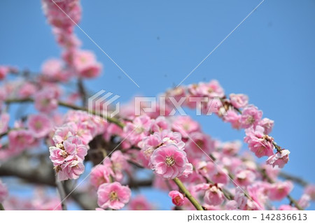 田上梅花公園(新潟縣田上町)垂枝梅樹的特寫 田上梅花公園(新潟縣田上町)垂枝梅樹的特寫 142836613