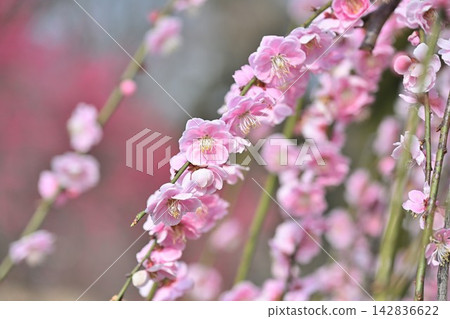 A close-up of the weeping plum tree at Tagami Plum Blossom Park (Tagami Town, Niigata Prefecture) 142836622