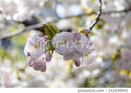 【珍稀重瓣櫻花】「漩渦櫻」優雅地綻放著淡粉紅色的花朵。 【珍稀重瓣櫻花】「漩渦櫻」優雅地綻放著淡粉紅色的花朵。 142836642