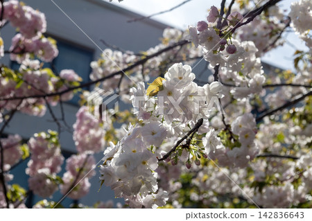 【珍稀重瓣櫻花】「漩渦櫻」優雅地綻放著淡粉紅色的花朵。 142836643