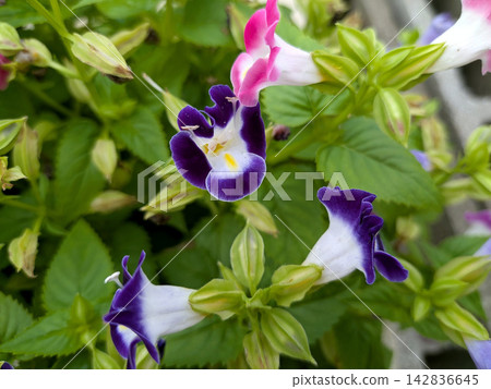 藍星花，開紫色和白色的花朵。 142836645