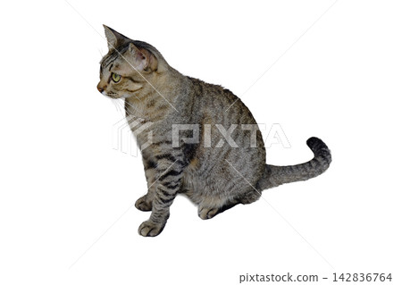 Tabby Cat Sitting Tabby Cat Sitting 142836764