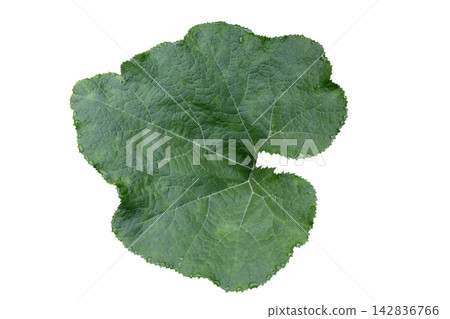 Winter Melon leaves Winter Melon leaves 142836766