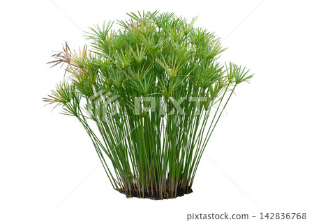 Papyrus bush Papyrus bush 142836768