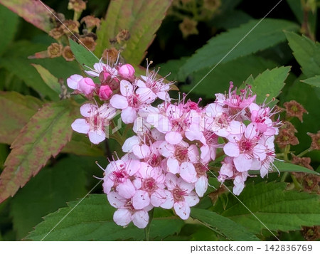 Spiraea, which produces clusters of pale pink flowers. 142836769