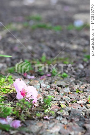 Cherry blossoms that have fallen to the ground in Tōmei Sakura Park (Niigata City, Niigata Prefecture) Cherry blossoms that have fallen to the ground in Tōmei Sakura Park (Niigata City, Niigata Prefecture) 142836770