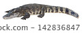 Full body profile view of a large crocodile isolated. The reptile shows detailed scaly skin, sharp teeth, and a powerful tail. High quality wildlife cutout for design use. 142836847