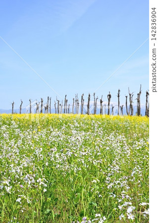 福島潟湖(新潟縣新潟市)遍地野蘿蔔與油菜花 福島潟湖(新潟縣新潟市)遍地野蘿蔔與油菜花 142836904